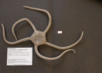 Media type: image; Invertebrate Zoology OPH-112